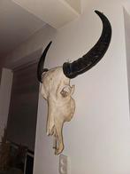 Stoere Waterbuffel Schedel (landelijk,sobere,robuust), Ophalen, Gebruikt