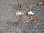 Eland gewei te koop aangeboden, Ophalen, Gebruikt, Hert, Gewei of Kop