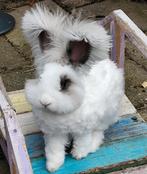 Raszuiver Engels Angora meisje (Broken/harli), Dieren en Toebehoren, Vrouwelijk