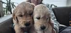 2 Lieve Golden Retriever Reutjes, Golden retriever, Reu, 8 tot 15 weken, Meerdere