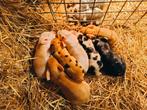 Kune Kune biggen, Dieren en Toebehoren, Schapen, Geiten en Varkens, Vrouwelijk, Varken