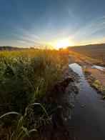 Hondenoppas aangeboden omgeving Lochem, Dieren en Toebehoren, Ophalen of Verzenden, Nieuw