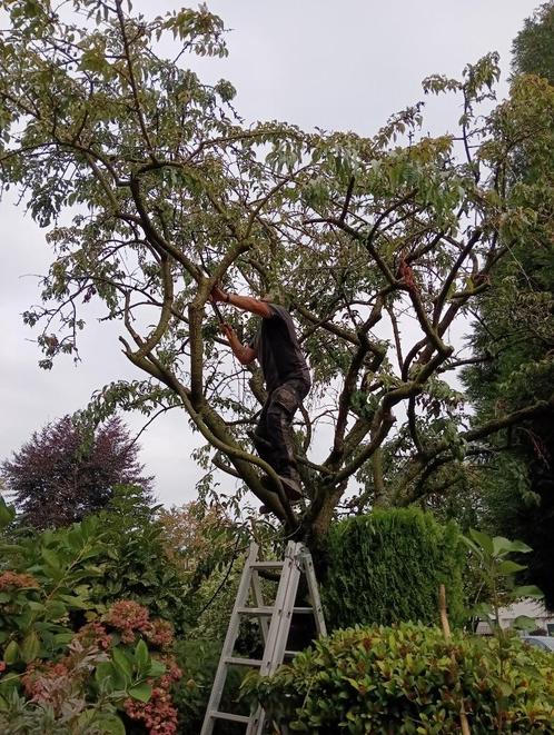 Tuinman/hovenier zuid-oost Brabant, Diensten en Vakmensen, Tuinmannen en Stratenmakers, Bestrating, Hekwerk of Schuttingen, Tuin- of Vijveraanleg