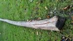 Robinia palen 4m hardhout 3 stuks, Ophalen, Palen, Zo goed als nieuw, Hardhout