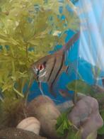 Maanvis, Vis, Zoetwatervis, Schoolvis