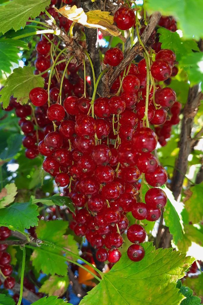 Rode bessenstruik - Aalbessenstekken uit volle grond, Tuin en Terras, Planten | Tuinplanten, Vaste plant, Fruitplanten, Halfschaduw