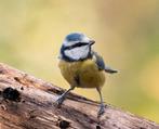 Pimpelmees koppel, Dieren en Toebehoren, Vogels | Overige Vogels, Meerdere dieren