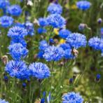 Biologische Korenbloem Zaden Zaad Blauw Inheems, Ophalen, Voorjaar, Volle zon, Zaad