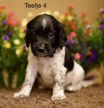 Knappe Stabij x Cocker Spaniël puppy’s te koop, Dieren en Toebehoren, Honden | Niet-rashonden, 8 tot 15 weken, Meerdere, Meerdere dieren