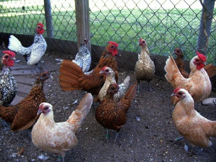 Sebright krielkippen, Dieren en Toebehoren, Pluimvee, Kip, Meerdere dieren