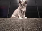 Half Britse Korthaar kittens, Dieren en Toebehoren, Katten en Kittens | Overige Katten, Kortharig, 0 tot 2 jaar