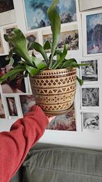 Riverdale bloempot (evt. met plant), Gebruikt, Rond, Ophalen of Verzenden, Balkon