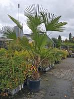 Trachycarpus wagnerianus €333,50 Winterharde palmboom, Tuin en Terras, Planten | Bomen, In pot, Halfschaduw, Ophalen of Verzenden