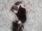 3 lieve kittens 2 mannetjes 1 vrouwtje we mogen morgen weg🥰, Dieren en Toebehoren, Reptielen en Amfibieën, Overige soorten, Tam