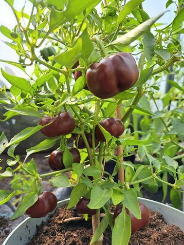 Zaden paprika chocolate bell  beschikbaar voor biedingen