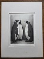 Ets/aquatint, Pinguïns, met passe-partout, Antiek en Kunst, Ophalen of Verzenden