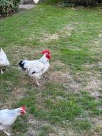 Sussex haantjes Columbia 3x, Dieren en Toebehoren, Pluimvee, Mannelijk, Kip