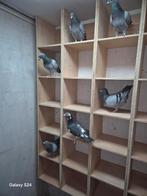 Loketkast duiven, Meerdere dieren, Postduif