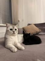 Raszuivere britse korthaar kittens, Dieren en Toebehoren, Katten en Kittens | Raskatten | Korthaar, Meerdere dieren, Ontwormd