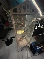 Papegaaienkooi, Ophalen, Gebruikt, Metaal, Vogelkooi