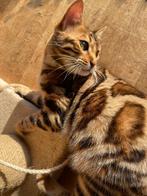 Bengaalse kitten kat bengaal kittens poes, 0 tot 2 jaar, Gechipt, Poes