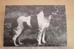 Onze Drent — Jubileumboek Drentsche Patrijshond [1948-1978], Ophalen of Verzenden, Zo goed als nieuw, Honden