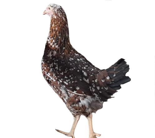 Dalmatinor legkip roodporselein en zwartsperwer kleurslag, Dieren en Toebehoren, Pluimvee, Kip, Vrouwelijk