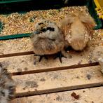 Raszuivere Zijdehoentjes kriel kuikens te koop, Dieren en Toebehoren, Geslacht onbekend, Tropenvogel