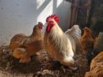 Broedeieren cochin kriel
Buff en koekoek, Dieren en Toebehoren, Pluimvee, Geslacht onbekend, Kip