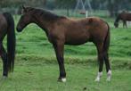 2 hengstveulens uit goede stam, Dieren en Toebehoren, Paarden, Met stamboom, Niet van toepassing, Dressuurpaard, 0 tot 2 jaar