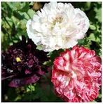 papaver antique shades zaden, Ophalen of Verzenden, Najaar, Volle zon, Zaad