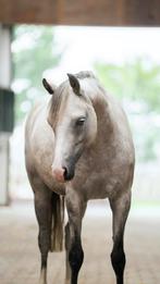 Unieke kans - prachtig welsh B moeder en zoon duo te koop, Merrie, Recreatiepony, 3 tot 6 jaar