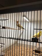 Bastaard, Dieren en Toebehoren, Vogels | Kanaries, Mannelijk, Bastaard