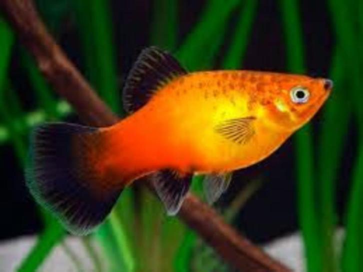 Platy coral German Flag - Koidream Valburg, Dieren en Toebehoren, Vissen | Aquariumvissen, Zoetwatervis, Vis