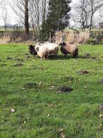 Heideras schapen, Dieren en Toebehoren, Vrouwelijk, Schaap, 0 tot 2 jaar