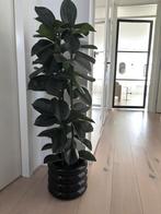Kunstplant Ficus Robusta 120cm hoog (excl. pot), Ophalen, Zo goed als nieuw