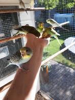 Mooie jonge grasparkieten juli 2025 handtam, Dieren en Toebehoren, Vogels | Parkieten en Papegaaien, Meerdere dieren, Parkiet