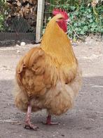 Wie wil mijn orpington haan, Dieren en Toebehoren, Pluimvee, Mannelijk, Kip
