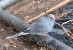 Jonge diamant duifjes, Dieren en Toebehoren, Vogels | Duiven, Meerdere dieren, Overige soorten