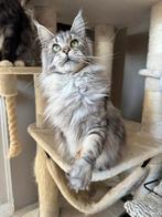 Maine Coon poes (in optie t/m 30 Dec), Poes, Gechipt, 3 tot 5 jaar