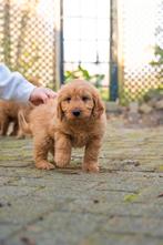 Goldendoodle pups! Mogen verhuizen!, Overige rassen, CDV (hondenziekte), 8 tot 15 weken, Meerdere