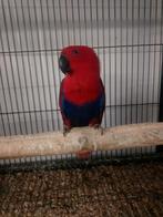 Edelpapegaai, Vrouwelijk, Papegaai, Geringd