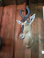 Opgezette wilde/rode hartebeest Afrika taxidermie, Verzamelen, Dierenverzamelingen, Nieuw, Wild dier, Opgezet dier, Ophalen