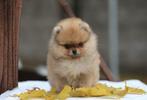 Pomeriaan | Pomeranian | Pup | FCI | Teefje | Dwergkees, 8 tot 15 weken, Buitenland, Teef, Eén hond