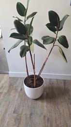 Rubberplant 1.35m, Ophalen, 100 tot 150 cm, Overige soorten, Halfschaduw