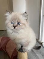 4 betoverende Britse korthaar kittens met blauwe ogen!, Dieren en Toebehoren
