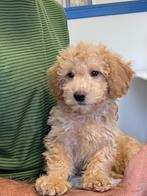 Te koop mooie pup kruising teckel/poedel, Dieren en Toebehoren, Standaard, Reu, 8 tot 15 weken, Eén hond