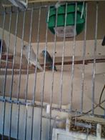 Forpussen, Dieren en Toebehoren, Vogels | Parkieten en Papegaaien, Meerdere dieren, Parkiet, Geringd