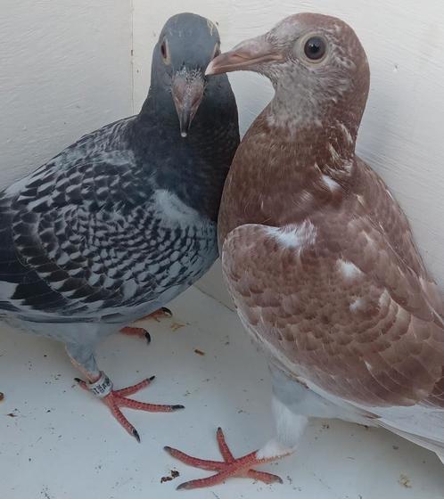 JONGE DUIVEN POSTDUIVEN, Dieren en Toebehoren, Vogels | Duiven, Postduif, Meerdere dieren