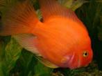 blood parrot cichlide 15 cm te koop, Dieren en Toebehoren, Vis, Zoetwatervis